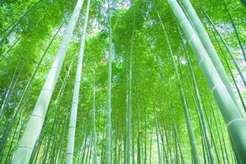 竹林